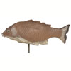Delta Carp